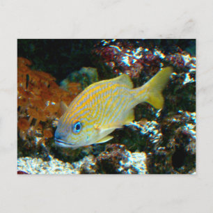 fisk 2 vykort