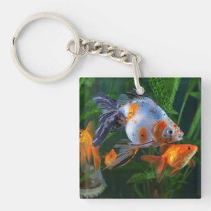 Fisk Aquarium Fish Tank