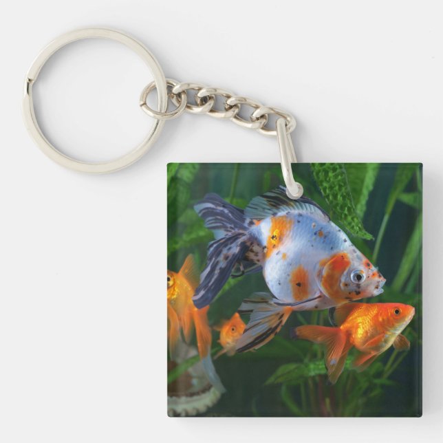 Fisk Aquarium Fish Tank (Framsidan)