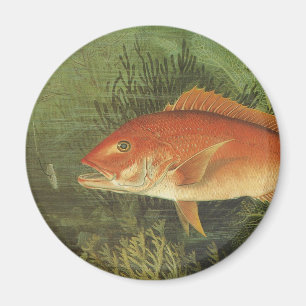 Fisk av rödsnapper i havet, Vintagens marina liv Magnet