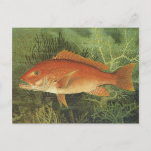 Fisk av rödsnapper i havet, Vintagens marina liv Vykort