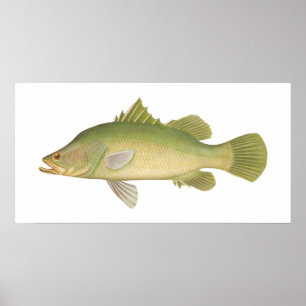 Fisk - Barramundi - Lates calcarifer Poster