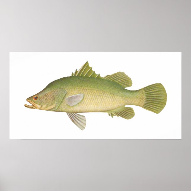 Fisk - Barramundi - Lates calcarifer Poster (Framsidan)
