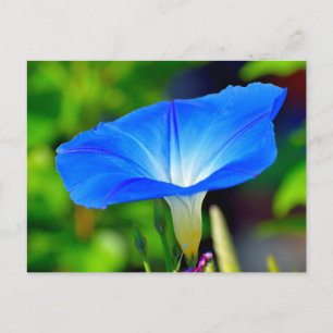 Fisk blå blomma vykort