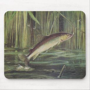 Fisk - brun forell - Salmotrutta Musmatta