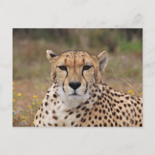 Fisk cheetah porträtt vykort