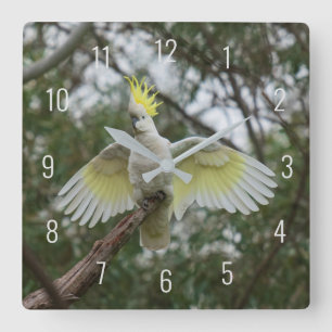 Fisk Cockatoo Bird Parrot som sprider Vingar Fyrkantig Klocka