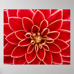 Fisk dahlia poster