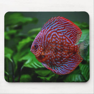 fisk, discus, vatten musmatta
