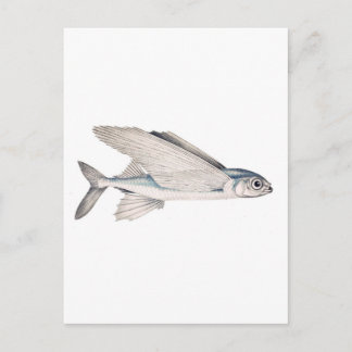 Fisk Exocoetidae Vykort