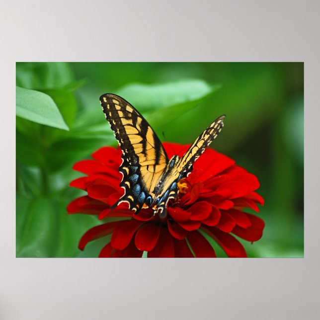 Fisk fjärilröd blomma poster (Framsidan)