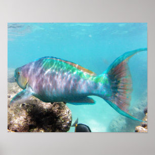 Fisk för Hanauma fjärdHawaii papegoja Poster