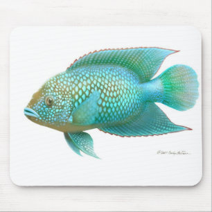 Fisk för jackDempsey Cichlid Musmatta