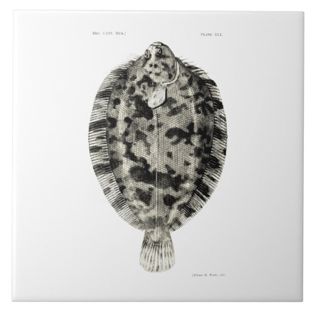 Fisk för vintagevetenskap NZ - bergtunga Kakelplatta (Framsidan)