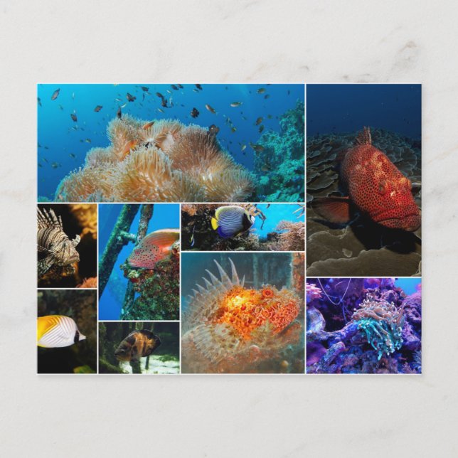 Fisk, fotokollage. vykort (Framsida)