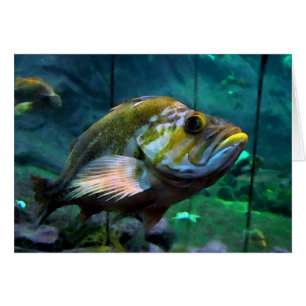Fisk Hälsningskort