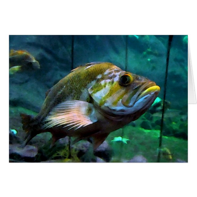 Fisk Hälsningskort (Framsidan Horizontal)