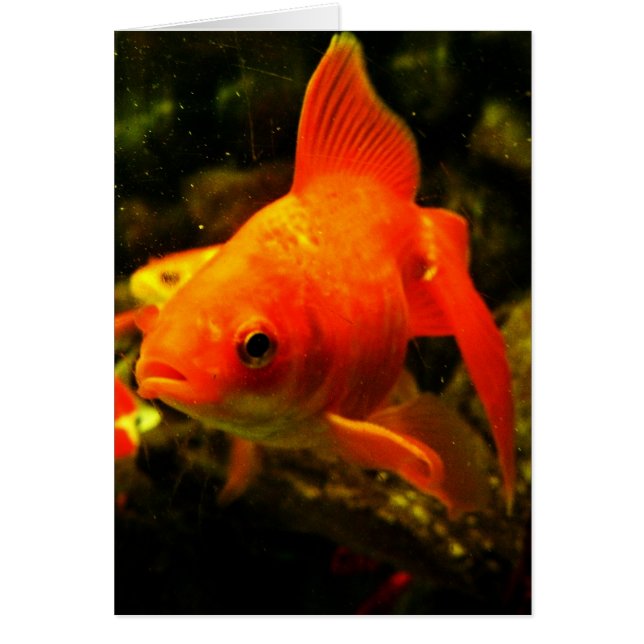 FISK HÄLSNINGSKORT (Framsidan)