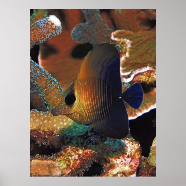 Fisk i koraller poster (Framsidan)
