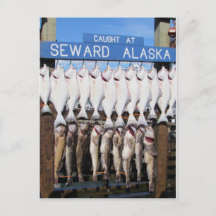 Fisk i Medelhavet, Alaska Vykort