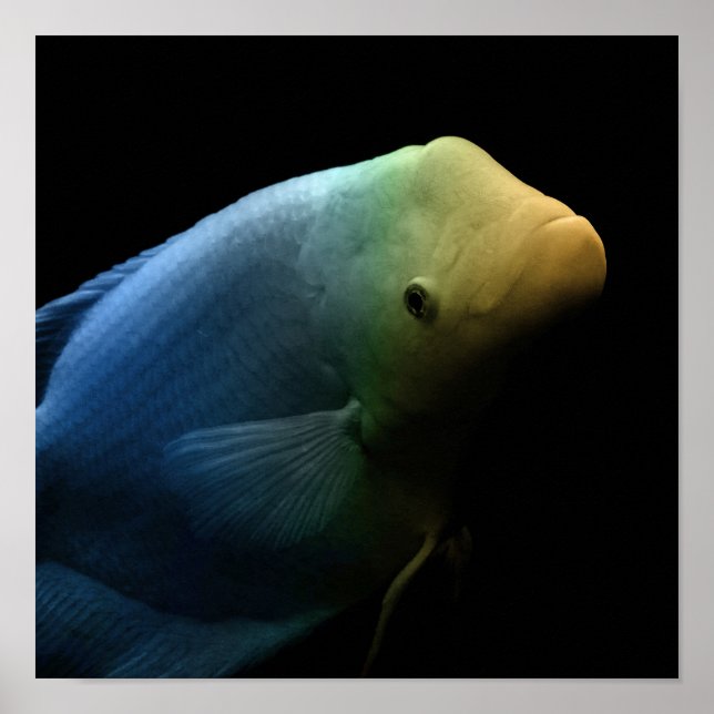 Fisk i Tank - Art-foto Poster (Framsidan)