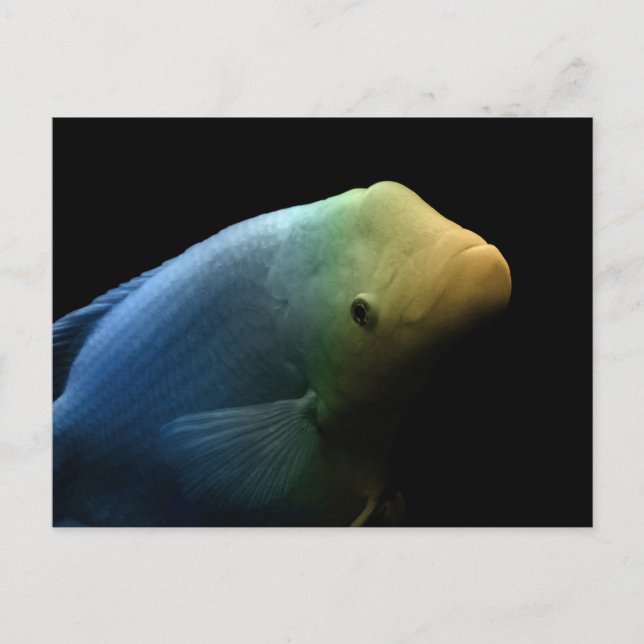 Fisk i Tank - Art-foto Vykort (Framsida)