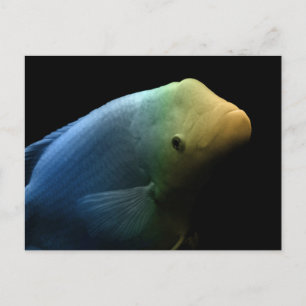 Fisk i Tank - Art-foto Vykort