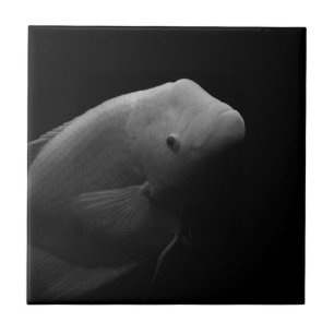 Fisk i Tank - fotografi av svartvita bilder Kakelplatta