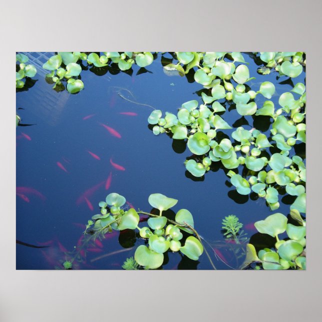 fisk i vatten poster (Framsidan)