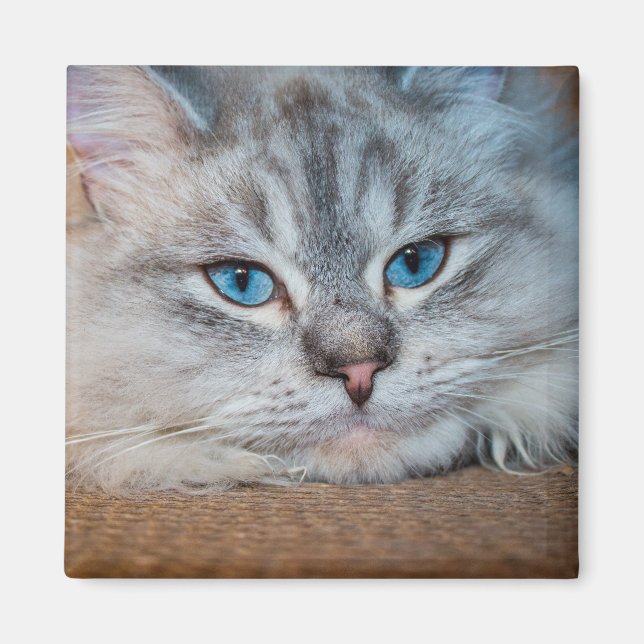 Fisk kattblått öga magnet (Framsidan)