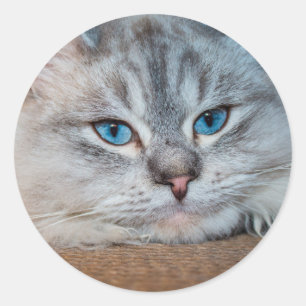Fisk kattblått öga runt klistermärke