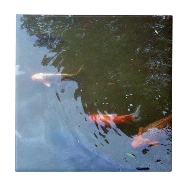 Fisk Koi Carps i damm Kakelplatta (Framsidan)