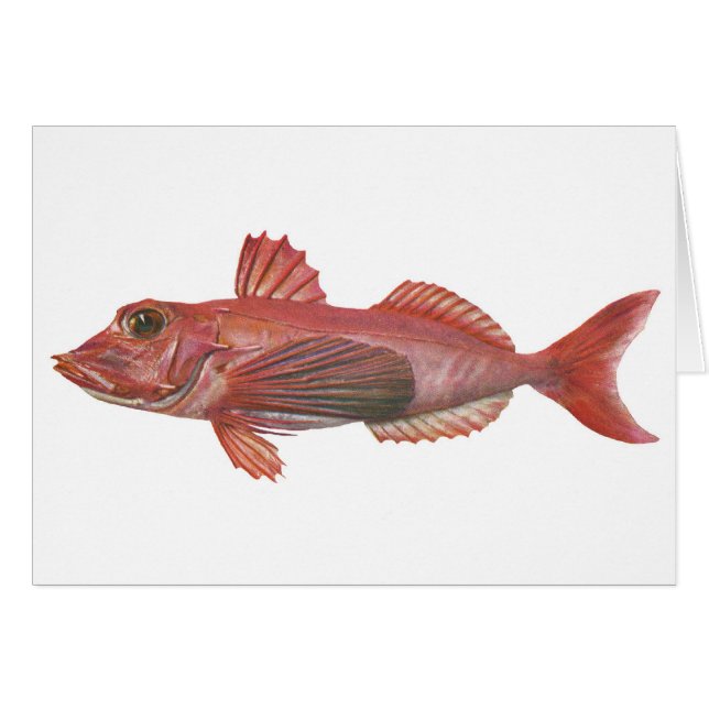 Fisk - Kor-Näbbformig Gurnard Hälsningskort (Framsidan Horizontal)