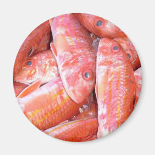 Fisk Magnet
