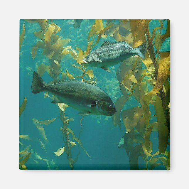 Fisk Magnet (Framsidan)