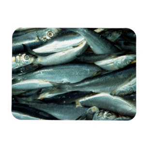 Fisk Magnet