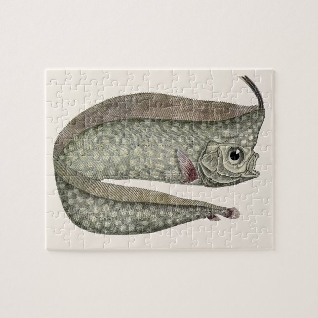 Fisk med tofs, Regalecus glesne, Marin akvatisk li Pussel (Horisontell)