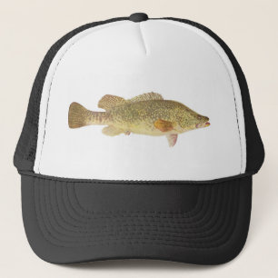 Fisk - Murray torsk - Maccullochella macquariensis Keps