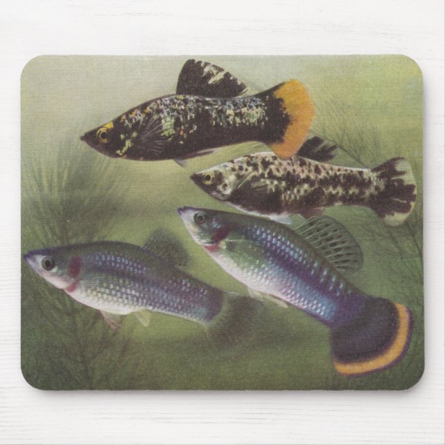Fisk - muslimer - Poecilia sphenops Musmatta (Framsidan)