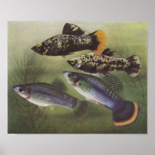 Fisk - muslimer - Poecilia sphenops Poster