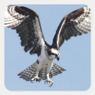 Fisk Osprey-fågel som söker efter be Fyrkantigt Klistermärke