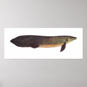Fisk - Qld. Lungfish - Neoceratodusforsteri Poster