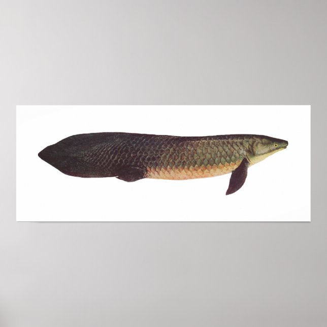 Fisk - Qld. Lungfisk - Neoceratodus forsteri Poster (Framsidan)