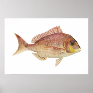 Fisk - Red Bream - Chryosophrys guttuatus Poster