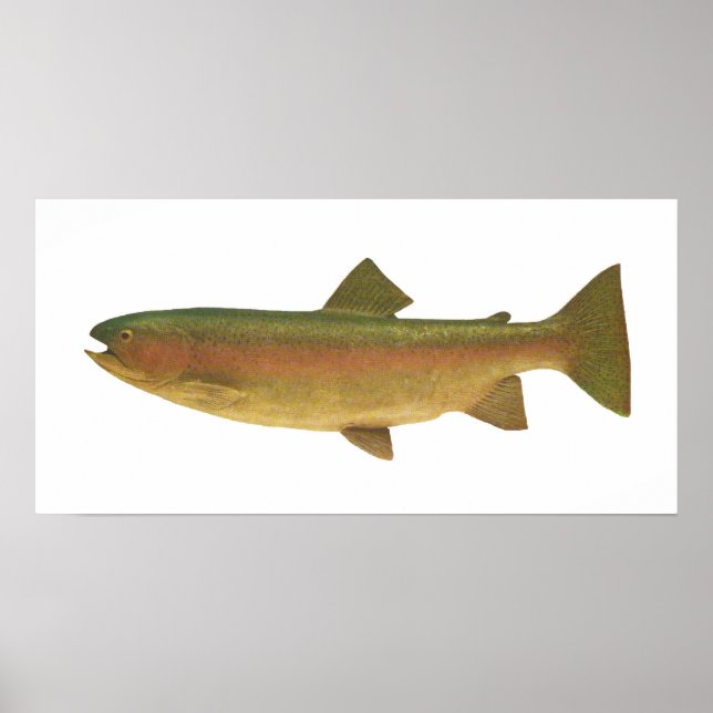 Fisk - regnbåge - Salmo gairdnerii Poster (Framsidan)