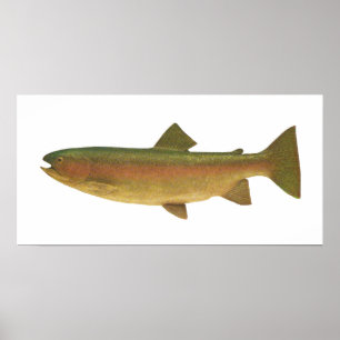 Fisk - regnbågeforell - Salmogairdnerii Poster