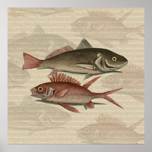 Fisk Röd Abborre Fiskare Konst Poster (Framsidan)
