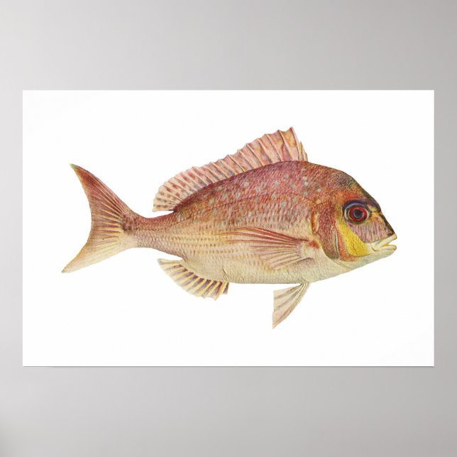Fisk - Röd Bream - Kryosophrys guttuatus Poster (Framsidan)