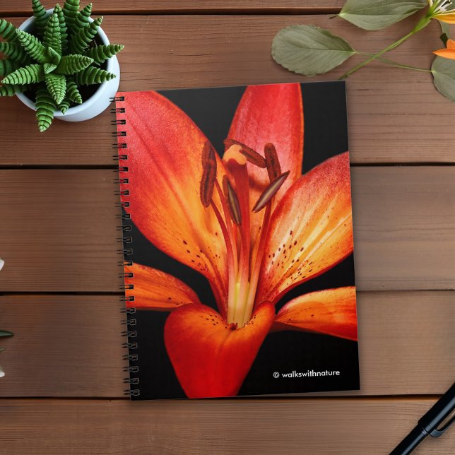 Fisk röd Orange Asiatic Lily Gran Paradiso Anteckningsbok Med Spiral (Red-Orange Asiatic Lily Gran Paradiso Journal Cover Photo)