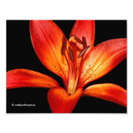 Fisk röd Orange Asiatic Lily Gran Paradiso Fototryck